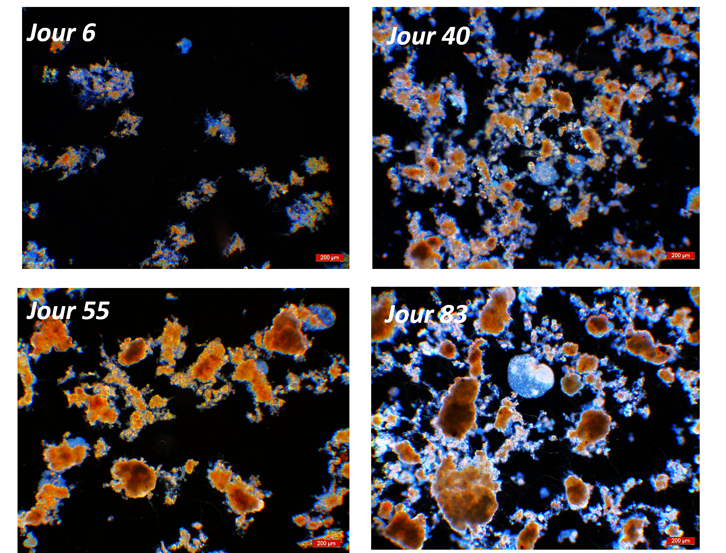 Granular sludge: from applied research to innovative processes 