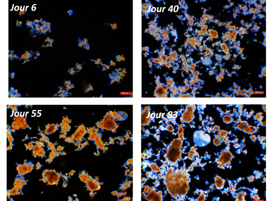 Granular sludge: from applied research to innovative processes 