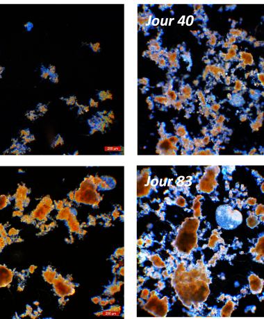 Granular sludge: from applied research to innovative processes 